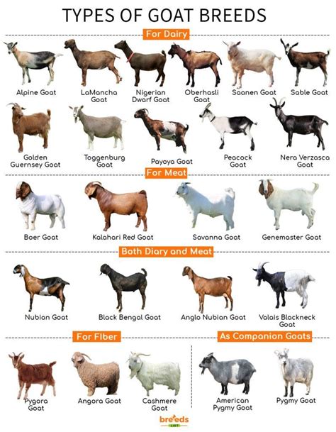 Goat Breeds - Facts, Types, and Pictures | Raising farm animals, Goats ...