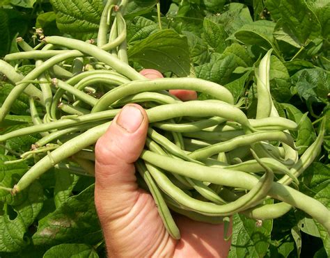 Contender (Buff Valentine) Bush Snap Bean, bulk size: 1 lb : Southern ...