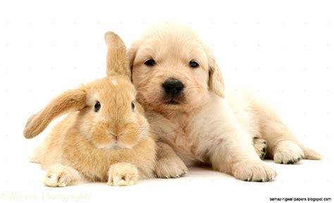 Puppy And Rabbit Wallpapers - Wallpaper Cave