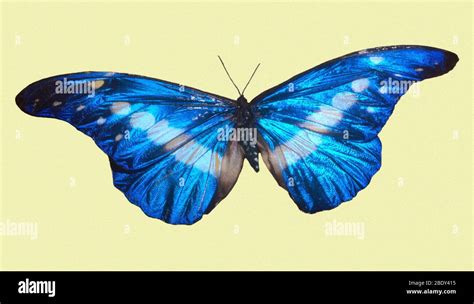 Helena Morpho (Morpho helena Stock Photo - Alamy