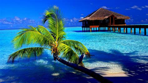 🔥 [68+] Tropical Desktop Wallpapers | WallpaperSafari