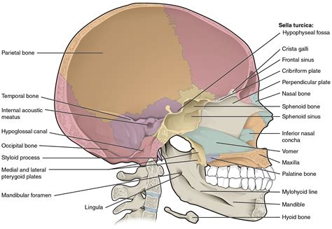 The Skull | Anatomy and Physiology I | Study Guides