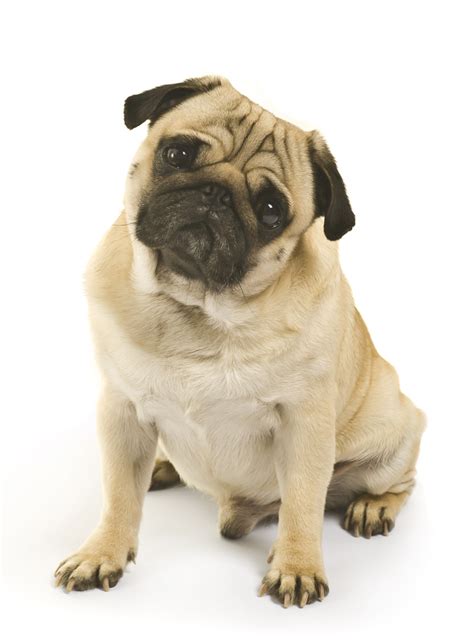 5 Common Pug Health Problems - Dig-In