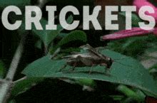 Cricket Gif - IceGif