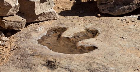 Dinosaur footprints: how do they form and what can they tell us ...