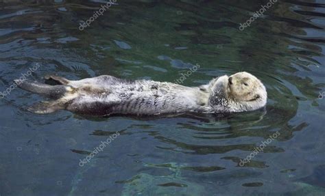 Portugal Lisbon Lisbon Oceanarium Sea Otter - Stock Photo , #AFFILIATE ...