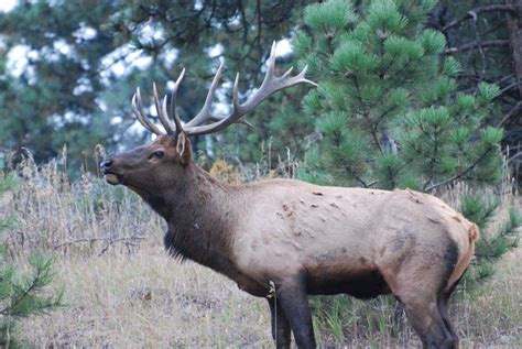 Elk vs Moose - StartMyHunt LLC