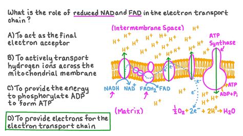 Question Video: Recalling the Role of NADH and FADH2 in the Electron ...