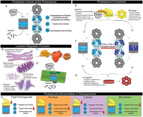 Proteasome Function and Regulation in Schizophrenia Structure and ...