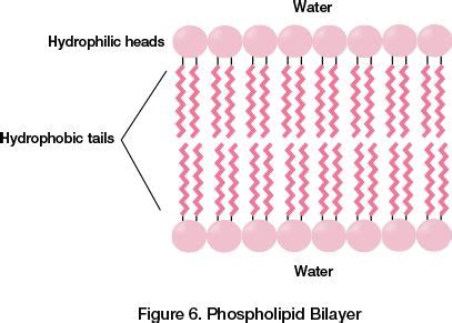 Phospholipid Bilayer | Structure and function, Cell structure, Ap biology