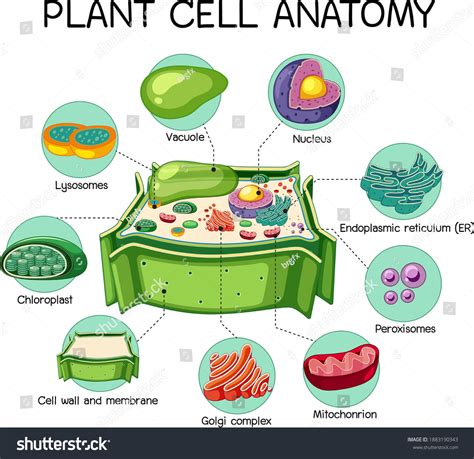 Anatomy Plant Cell Biology Diagram Illustration Stock Vector (Royalty ...