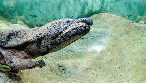 Chinese Giant Salamander | San Diego Zoo Wildlife Explorers