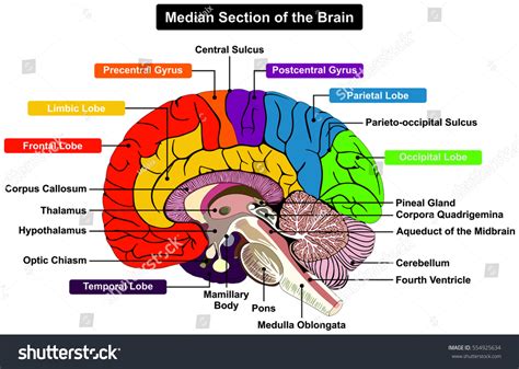 Human Brain Diagram For Kids