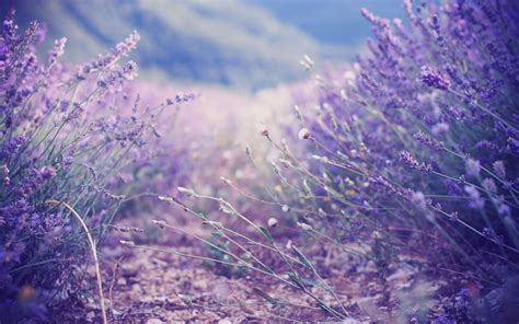 Lavender Wallpapers - Wallpaper Cave