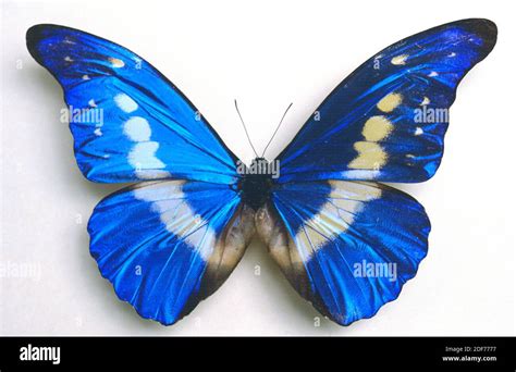 Morpho rhetenor helena hi-res stock photography and images - Alamy