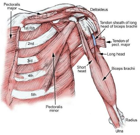 Labeled Anatomy Chart Of Male Biceps And Chest Muscle On White 8680 ...