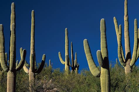 Cactus | Description, Distribution, Family, & Facts | Britannica