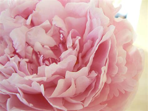 Light Pink Peonies Bouquet Wallpapers - Wallpaper Cave