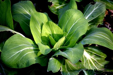 Shanghai Bok Choy Free Stock Photo - Public Domain Pictures