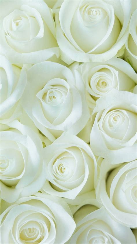 White Roses Wallpapers on WallpaperDog