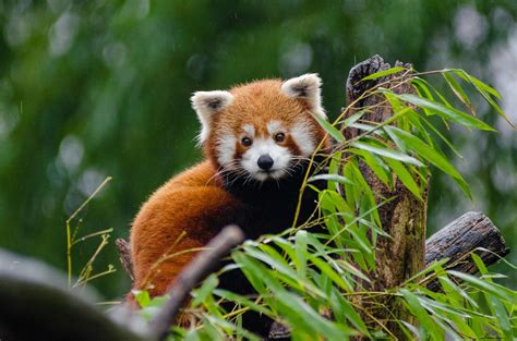 Red Panda Sleeping on Tree Branch · Free Stock Photo