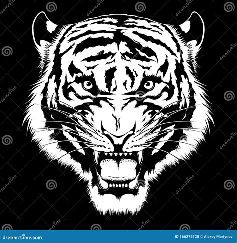 Tiger Roar Drawing Stock Photography | CartoonDealer.com #54141104