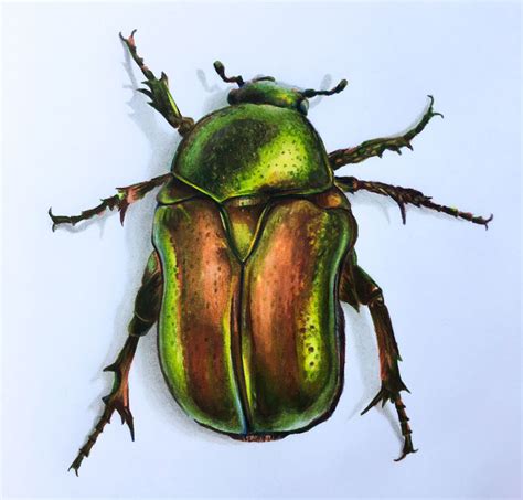 How to Draw a Beetle - Markers and Colored Pencils