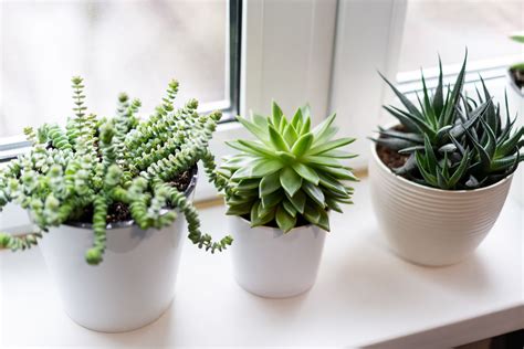 Indoor Succulents