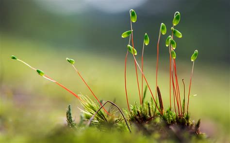 Vibrant Nature: HD Wallpaper of Sprouting Plants