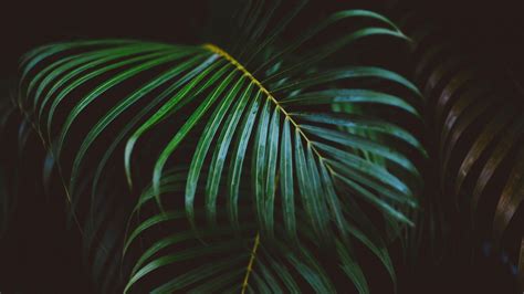 Palm Leaves Wallpapers - Wallpaper Cave