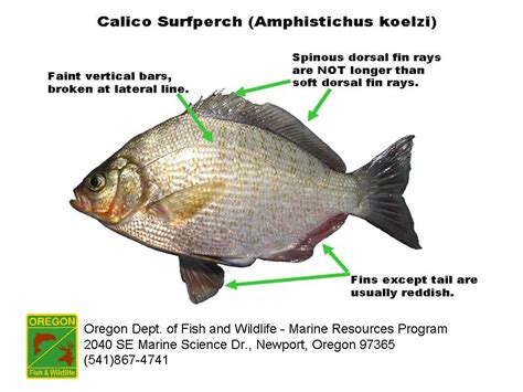 ODFW Marine Sport Fish ID - Surfperch