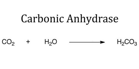 Carbonic Anhydrase - Assignment Point