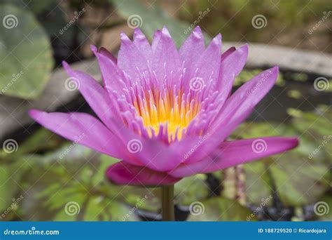 Wild Lotus Flower in Karnataka, India. Natural Colors Stock Photo ...