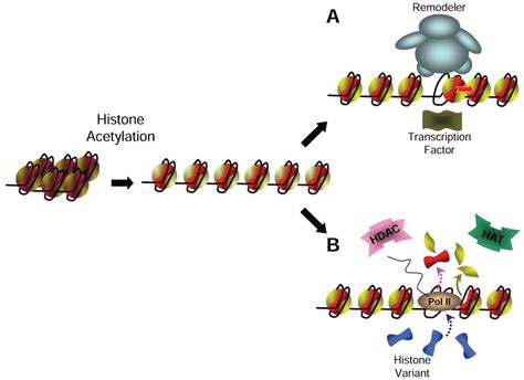 Genes | Free Full-Text | Nucleosome Dancing at the Tempo of Histone ...