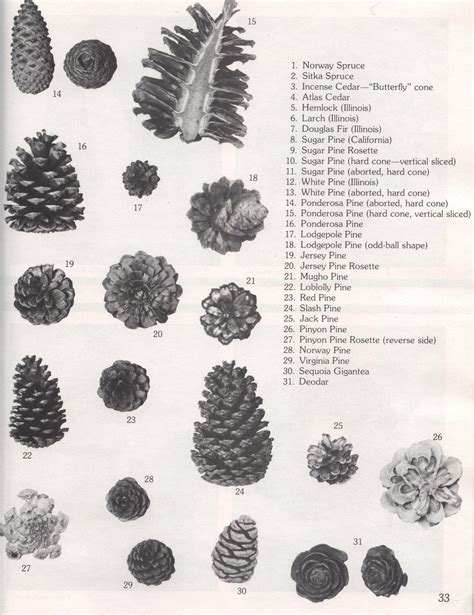 Regular Pine Cones