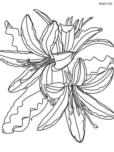 Beautiful Desert Lily Coloring Page - Free Printable Coloring Pages for ...