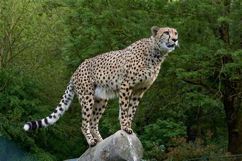 Cheetah Reintroduction in India: A Detailed Explanation