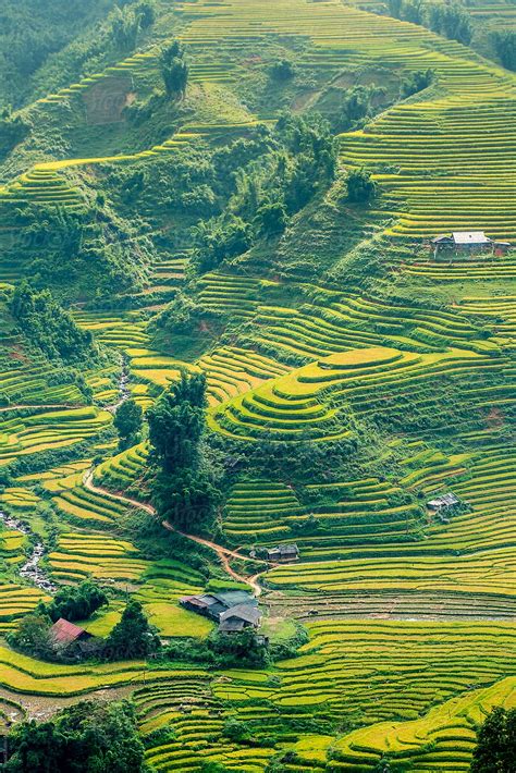 "Picturesque View Of Rice Fields In Sunlight, Sapa Vietnam" by Stocksy ...