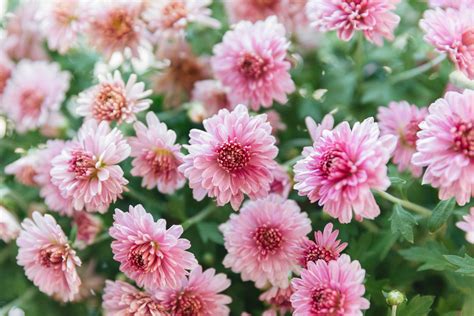 Chrysanthemums: Plant Care & Growing Guide