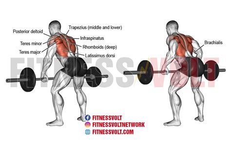 Bent-Over Barbell Row (Back) – Fitness Volt