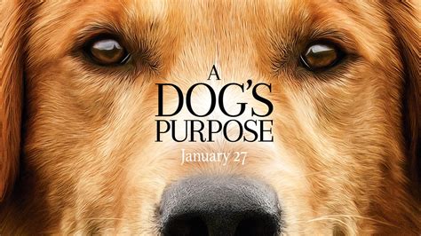 A Dog's Purpose - Official Trailer (HD) - YouTube