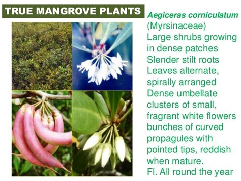 Mangrove flora of karnataka