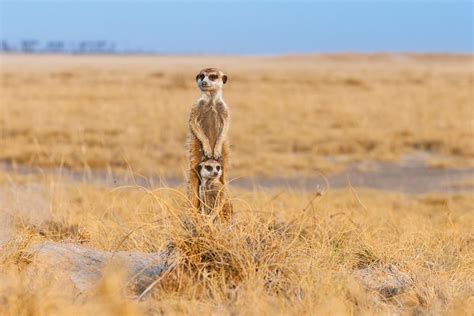 Two Meerkats On The Lookout - Cute Wildlife Photography Prints