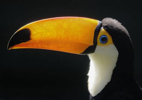 Toco toucan beak structure - ZooChat