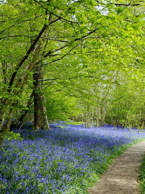 Bluebells in East Sussex, England By B Lowe | Landscape, Spring ...