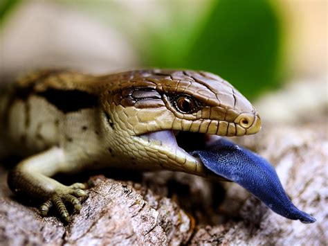 Blue Tongue Lizard, Australia