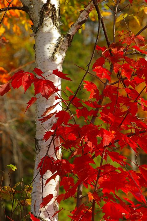 Birch Tree and Fall Foliage - New England Today