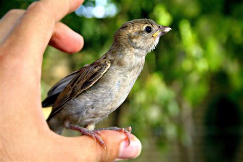 Small Bird on thumb image - Free stock photo - Public Domain photo ...