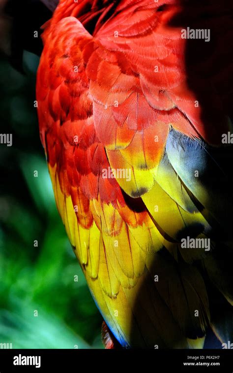 Parrot tropical birds Stock Photo - Alamy