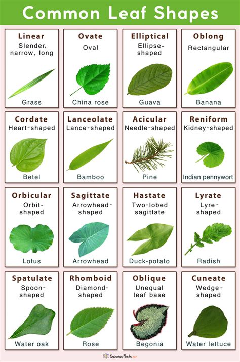 Types Of Leaves With Names